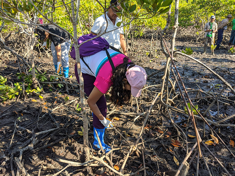 Leaf It to the Mangroves